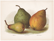 Pears